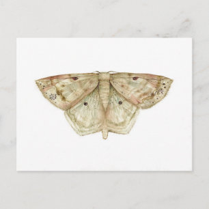Moth Postcard Postkarte