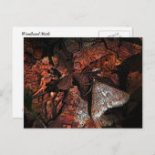 Moth Postkarte (Vorne/Hinten)