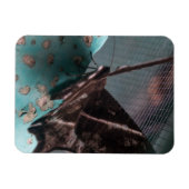 Moth Tropical Frack Magnet (Horizontal)