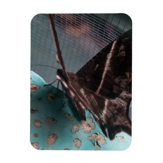 Moth Tropical Frack Magnet (Vertikal)