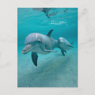 MOTHER AND BABY CALF DOLPHIN POSTKARTE