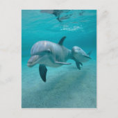 MOTHER AND BABY CALF DOLPHIN POSTKARTE (Vorderseite)
