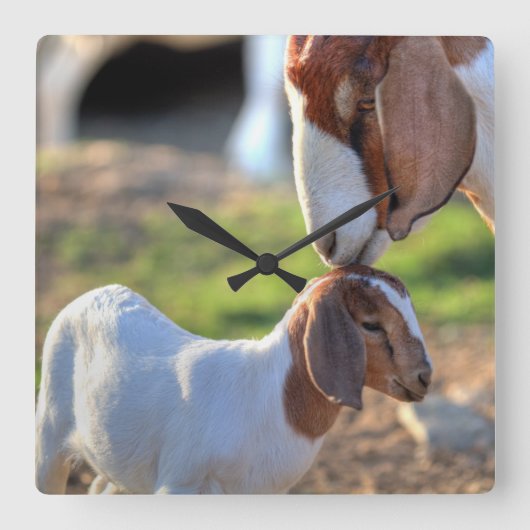 Mother Goat & Baby Quadratische Wanduhr (Vorderseite)