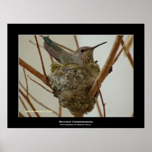 "Mother Hummingbird" Poster