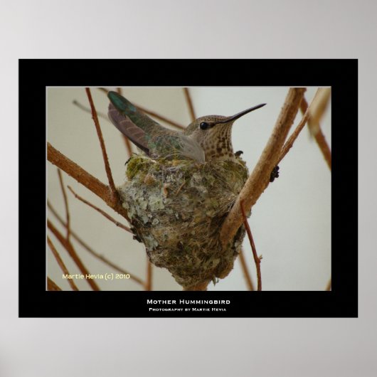 "Mother Hummingbird" Poster (Vorne)
