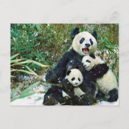 Mother Panda Postkarte