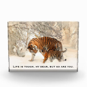Mother Tiger and Cube Inspirierend Angebot Fotoblock