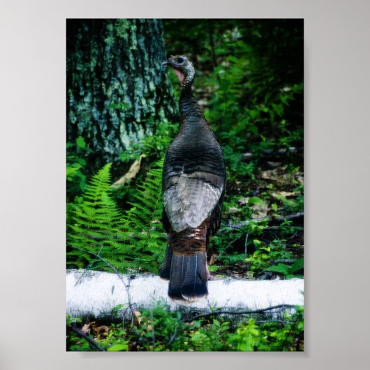 Mother Turkey Poster (Vorne)
