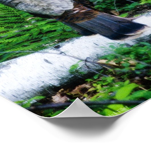 Mother Turkey Poster (Ecke)