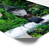 Mother Turkey Poster (Ecke)