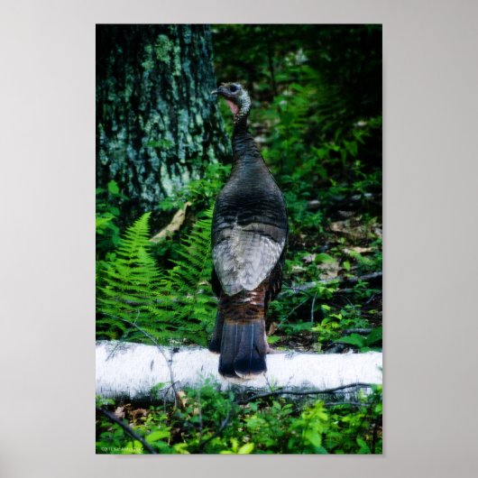 Mother Turkey Poster (Vorne)