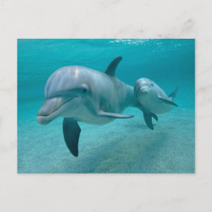 MOTHER UND BABY CALF DOLPHIN POSTKARTE