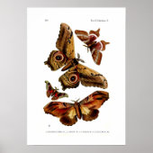 Moths Poster (Vorne)