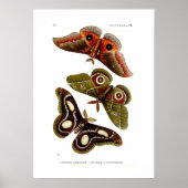 Moths Poster (Vorne)
