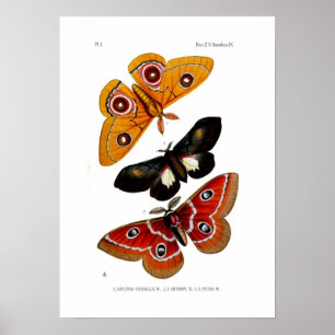 Moths Poster