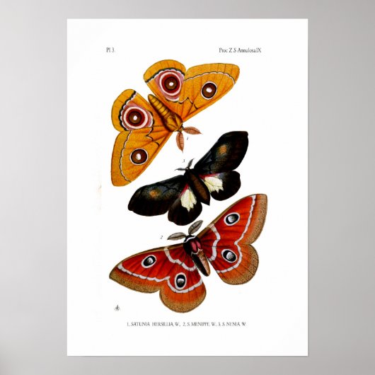 Moths Poster (Vorne)
