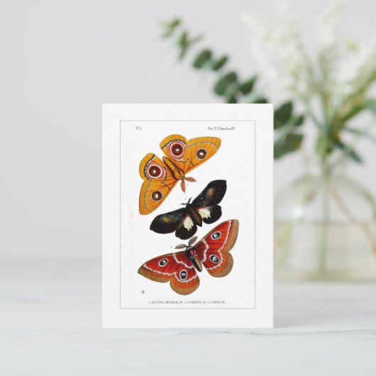 Moths Postkarte (Stehend Vorderseite)