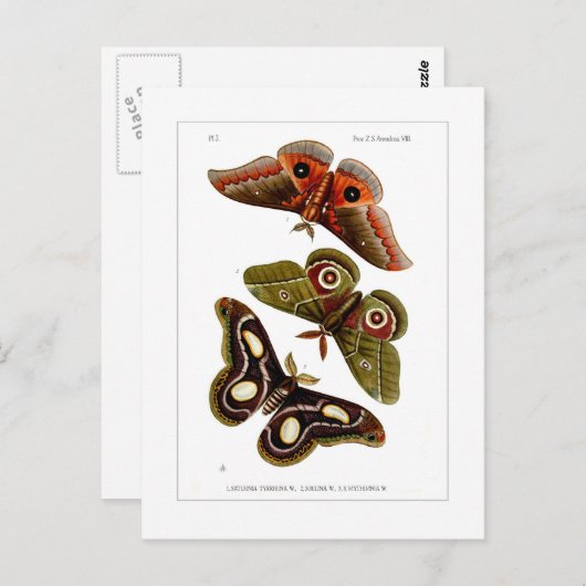 Moths Postkarte (Vorne/Hinten)