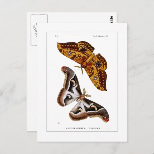 Moths Postkarte (Vorne/Hinten)
