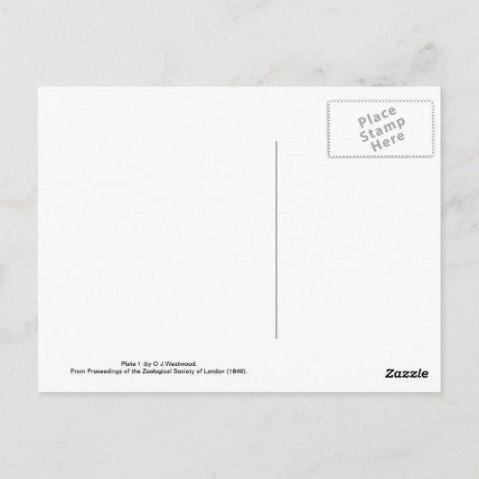 Moths Postkarte (Rückseite)