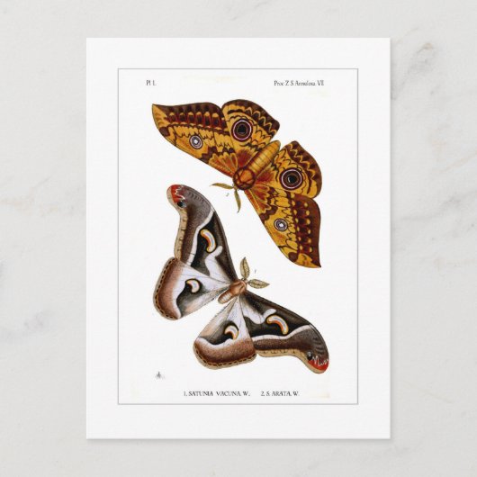 Moths Postkarte (Vorderseite)