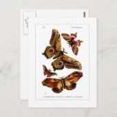 Moths Postkarte (Vorne/Hinten)