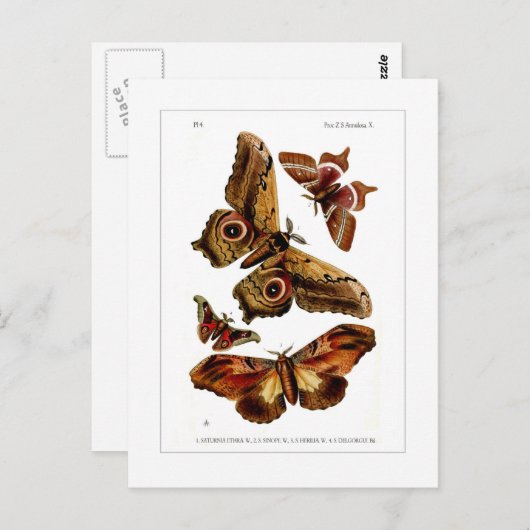 Moths Postkarte (Vorne/Hinten)