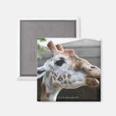 Motiv: Giraffa camelopardalis Magnet (Vorderseite/Rückseite)