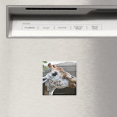 Motiv: Giraffa camelopardalis Magnet (In Situ (Geschirrspüler))