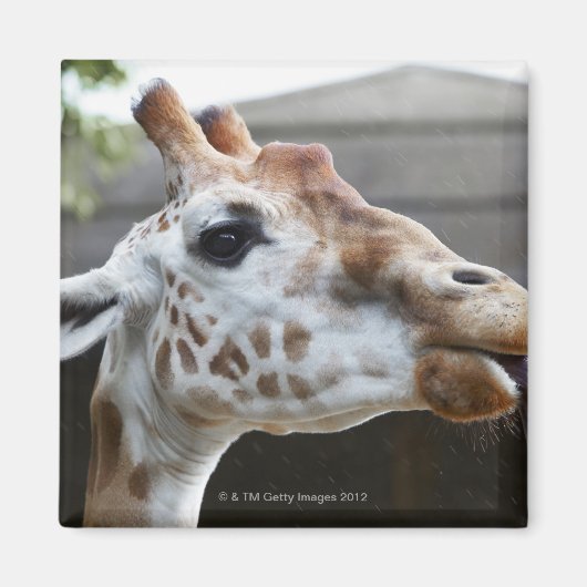 Motiv: Giraffa camelopardalis Magnet (Vorne)