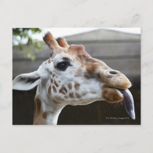 Motiv: Giraffa camelopardalis Postkarte