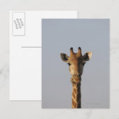 Motiv: Giraffa camelopardalis Postkarte (Vorne/Hinten)