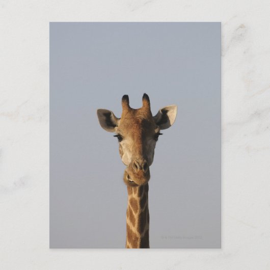 Motiv: Giraffa camelopardalis Postkarte (Vorderseite)