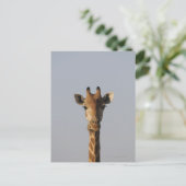 Motiv: Giraffa camelopardalis Postkarte (Stehend Vorderseite)