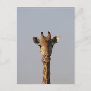 Motiv: Giraffa camelopardalis Postkarte