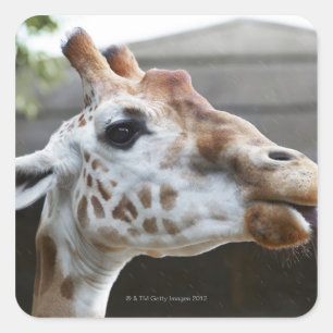 Motiv: Giraffa camelopardalis Quadratischer Aufkleber