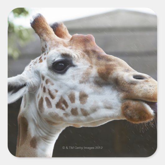 Motiv: Giraffa camelopardalis Quadratischer Aufkleber (Vorderseite)