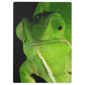 Motiv: Of Flap-Necked Chameleon Klemmbrett (Rückseite)