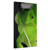 Motiv: Of Flap-Necked Chameleon Klemmbrett (Rechts)