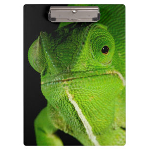 Motiv: Of Flap-Necked Chameleon Klemmbrett