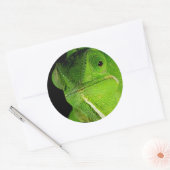 Motiv: Of Flap-Necked Chameleon Runder Aufkleber (Umschlag)