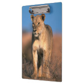 Motiv: Of Lioness (Panthera Leo) Klemmbrett (Links)