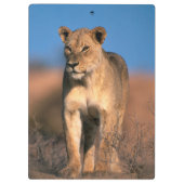 Motiv: Of Lioness (Panthera Leo) Klemmbrett (Rückseite)