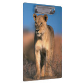 Motiv: Of Lioness (Panthera Leo) Klemmbrett (Rechts)