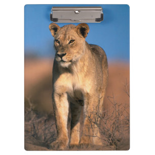 Motiv: Of Lioness (Panthera Leo) Klemmbrett