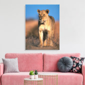 Motiv: Of Lioness (Panthera Leo) Leinwanddruck (Insitu (Wohnzimmer))