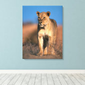 Motiv: Of Lioness (Panthera Leo) Leinwanddruck (Insitu (Holzboden))