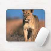 Motiv: Of Lioness (Panthera Leo) Mousepad (Mit Mouse)