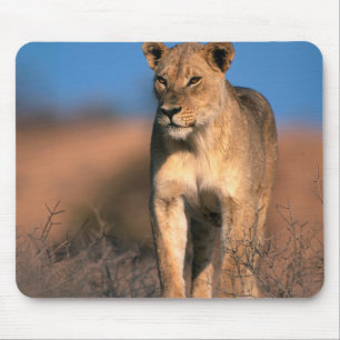 Motiv: Of Lioness (Panthera Leo) Mousepad