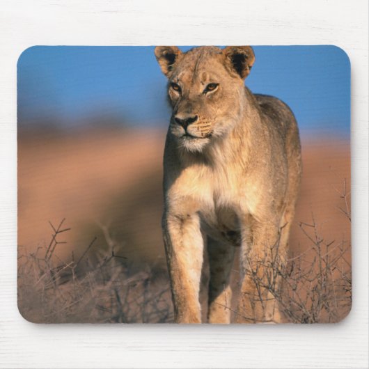 Motiv: Of Lioness (Panthera Leo) Mousepad (Vorne)